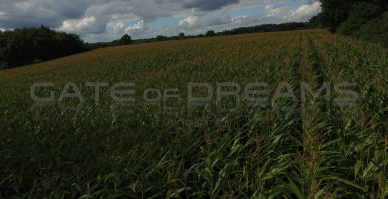 Impressionen – Maisfeld